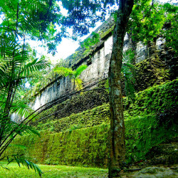The rear wall of the Bat Palace at Tikal